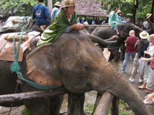Frau auf Elefant