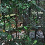 Vogelpark Singarpur 1