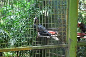 Vogelpark Singarpur