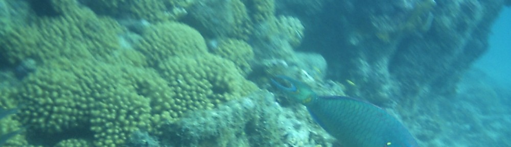 Con Dao Archipel Tauchen