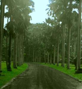 Bogor botanischer Garten